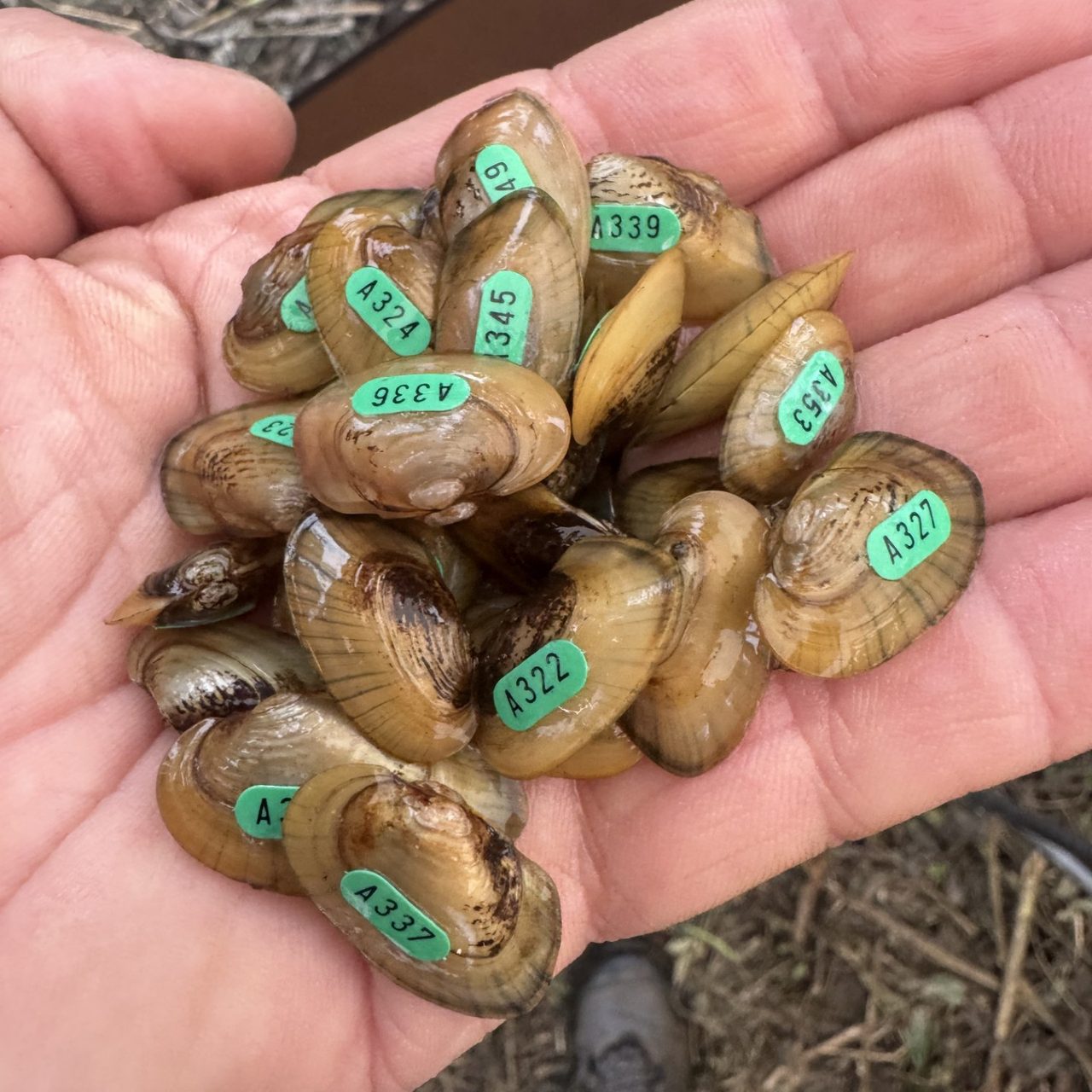 Tagged subadult fatmucket mussels, each with a green numbered ID sticker, held in an open palm
