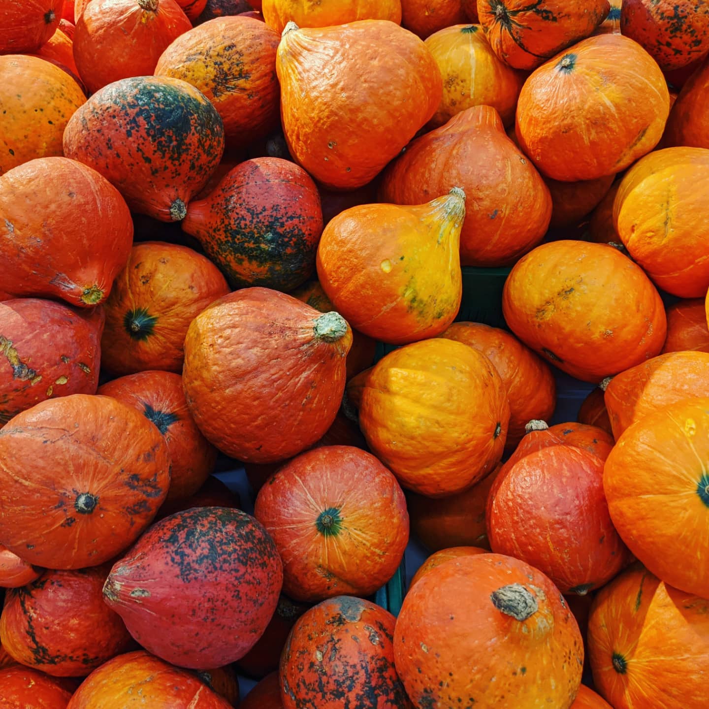 Orange pumpkins (illustrative fall file photo; not from the Trail Creek festival).